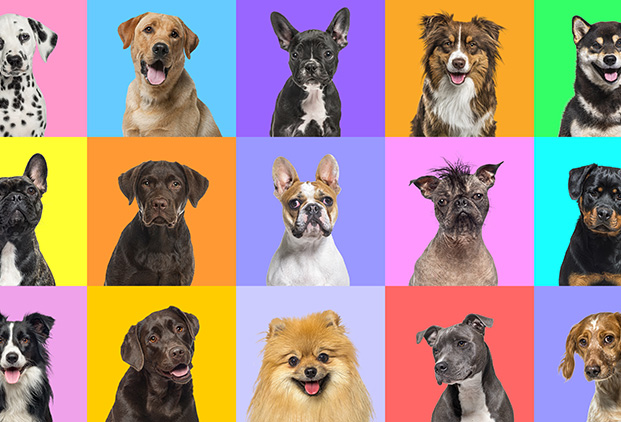 Bienfaits de la chromothérapie chez les animaux​