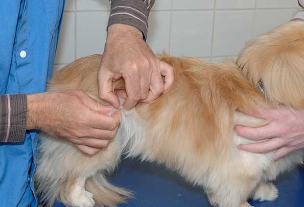 Déroulement d’une consultation en électroacupuncture