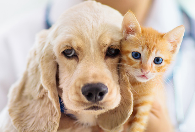 Déroulement d’une séance de lampe Phovea