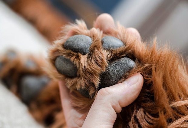 Indications de la lampe Phovea chez les animaux