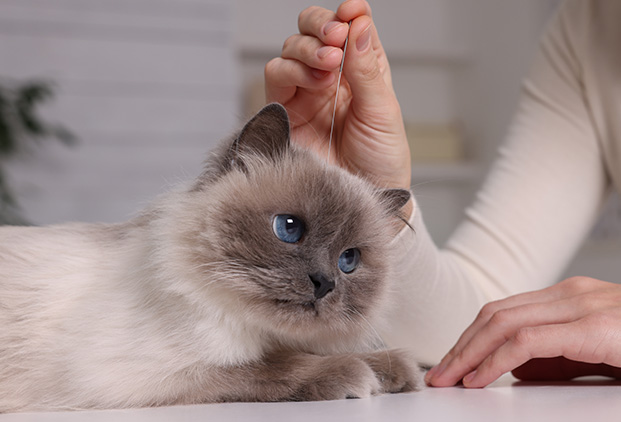 Indications de l’acupuncture animale