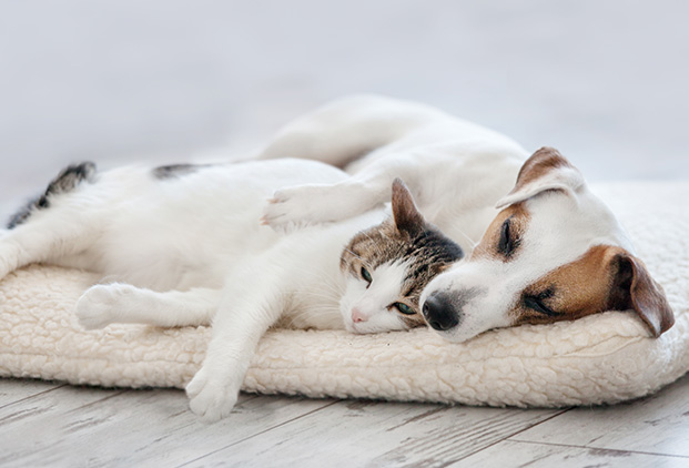 Indications de l’électroacupuncture chez les animaux