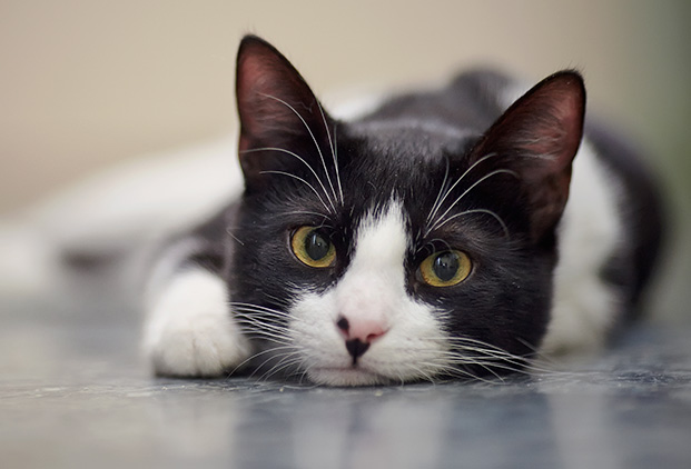 Les avantages de la lampe Phovea