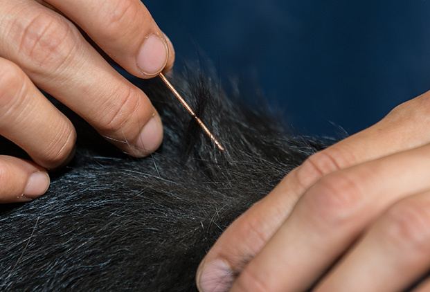 Les avantages de l’électroacupuncture vétérinaire