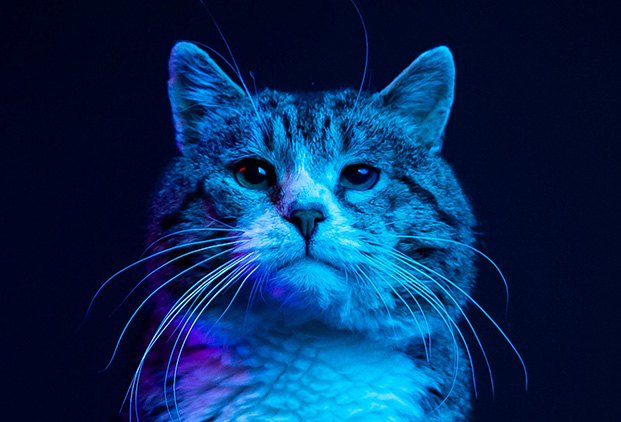 Pour quels animaux la chromothérapie est-elle adaptée ?​