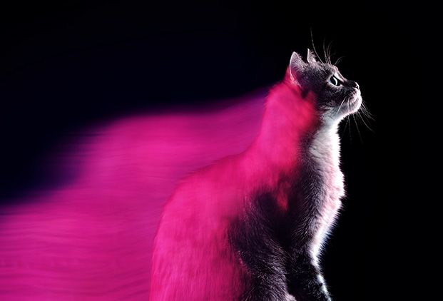 Pourquoi consulter chez un vétérinaire formé à la chromothérapie ?​