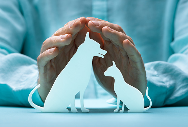 Pourquoi consulter un vétérinaire équipé d’une lampe Phovea ?