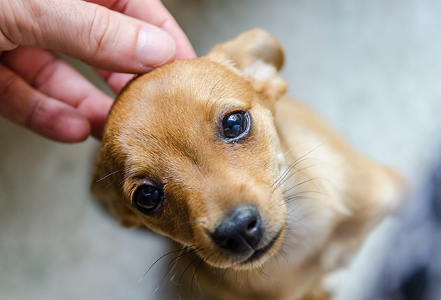 Pourquoi consulter un vétérinaire pratiquant l’acupuncture ?