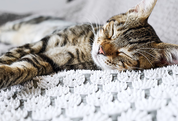 Qu’est-ce que l’acupuncture vétérinaire ?​