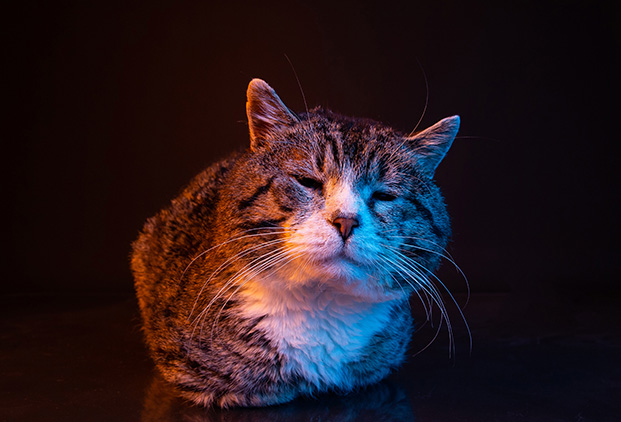 Qu’est-ce que la chromothérapie animale ?​