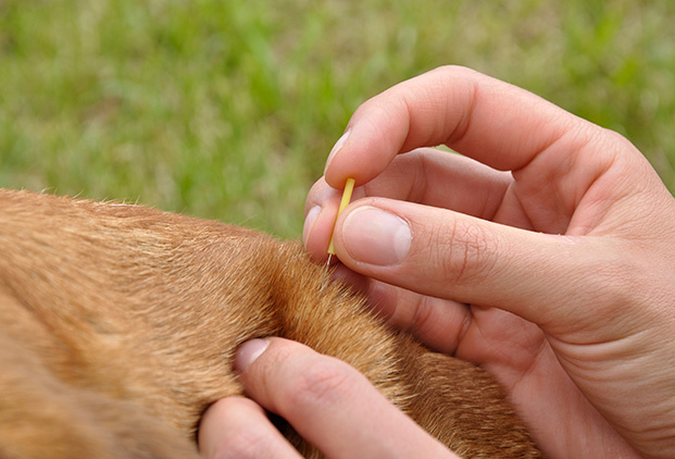 Une thérapie complémentaire et sûre